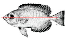Familia Priacanthidae_claves_04.jpg
